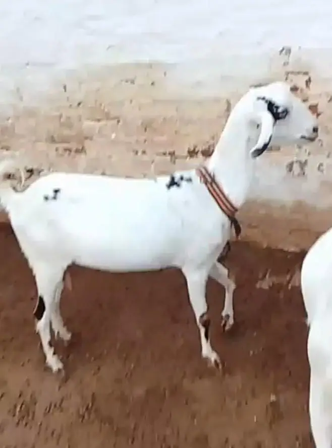 3 female available for sale what'sapp number 03265300290 — photo 3