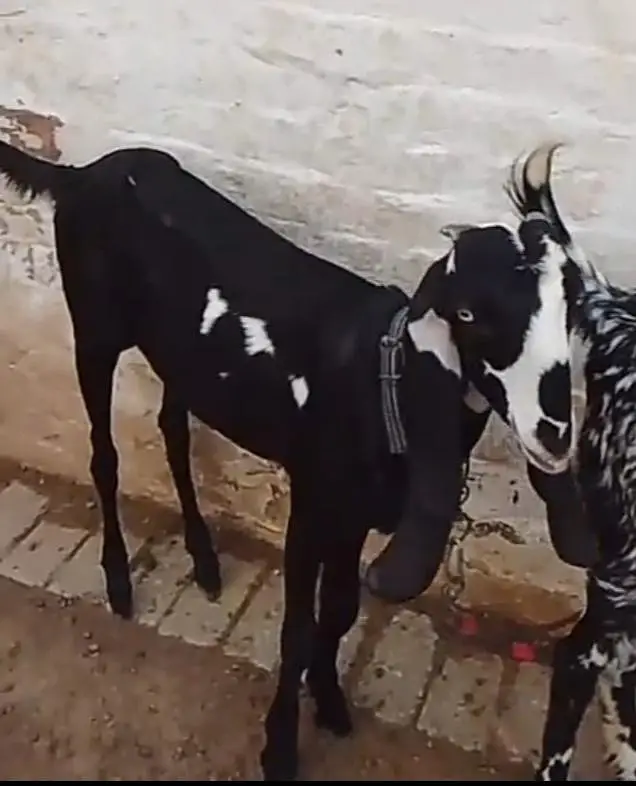 3 female available for sale what'sapp number 03265300290 — photo 4