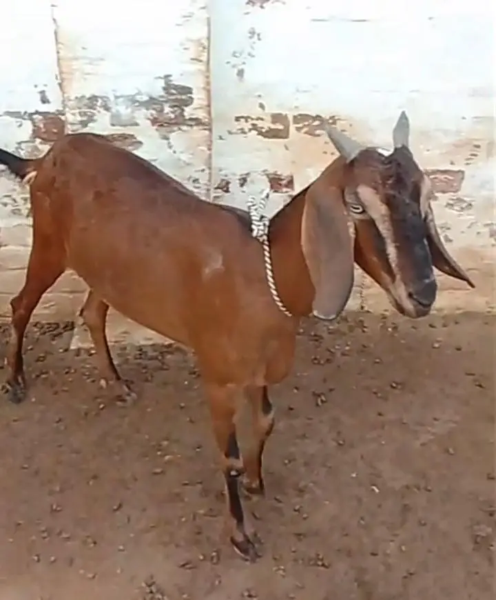 3 female available for sale what'sapp number 03265300290 — photo 5