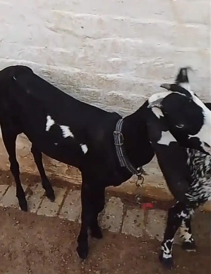 3 female available for sale what'sapp number 03265300290 — photo 7