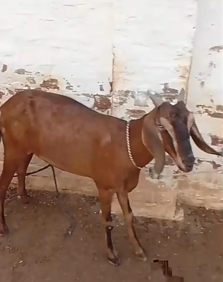 3 female available for sale what'sapp number 03265300290 — photo 8