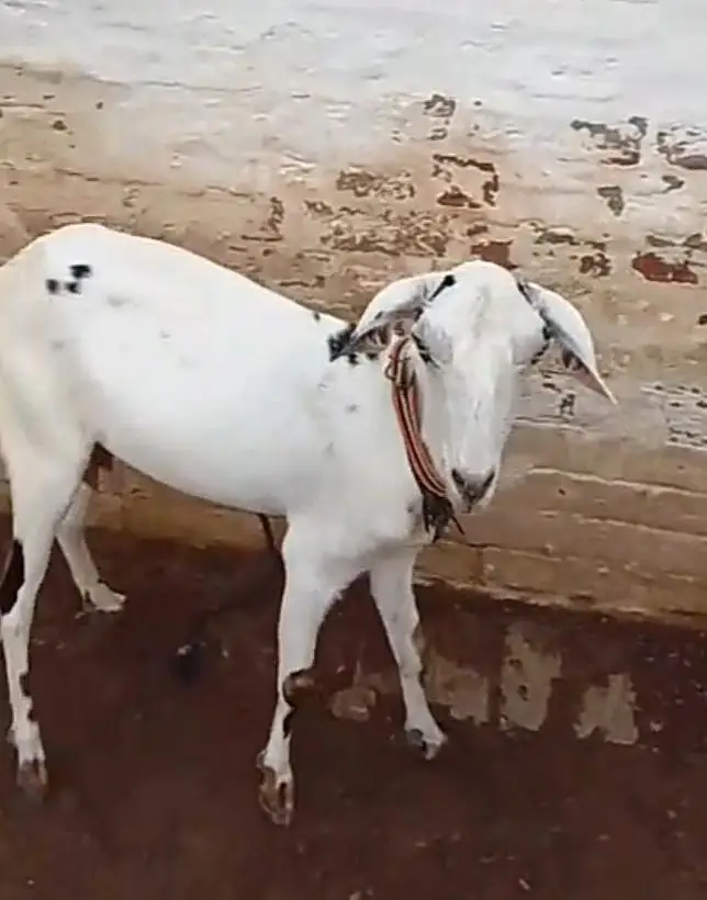3 female available for sale what'sapp number 03265300290 — photo 9