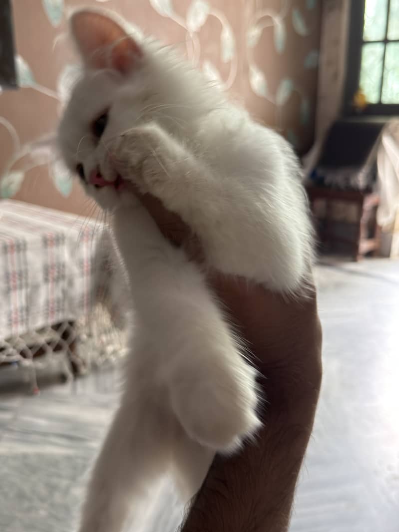 Kitty triple coated 4