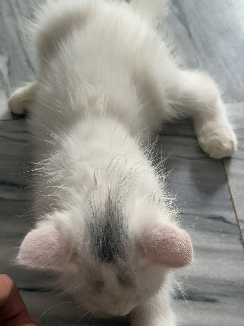 Persian triple coated kitty — photo 2