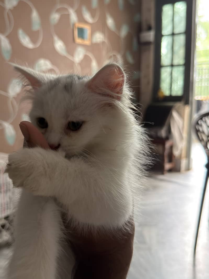 Kitty triple coated 5