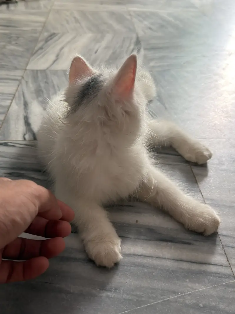 Persian triple coated kitty — photo 4