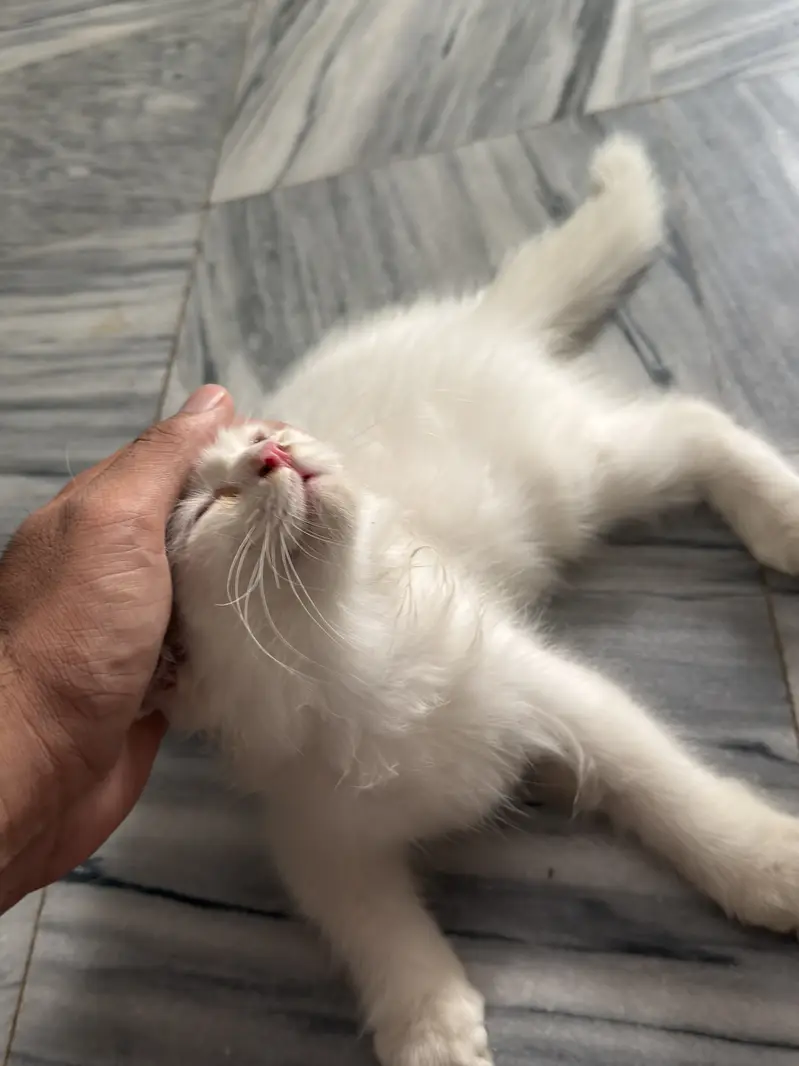 Persian triple coated kitty — photo 5