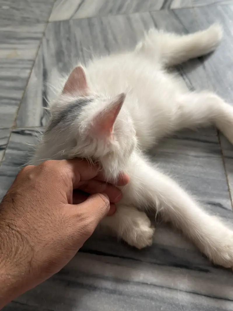 Persian triple coated kitty — photo 6