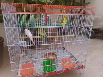 Budgies For Sale