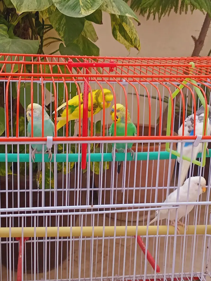 Budgies For Sale — photo 2