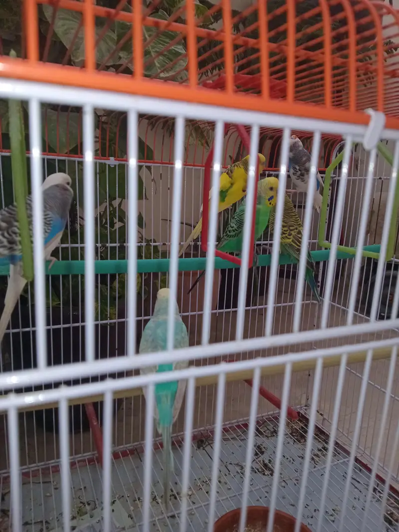 Budgies For Sale — photo 3