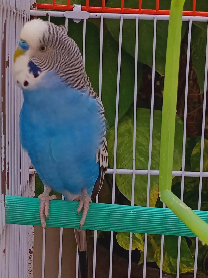 Budgies For Sale — photo 4