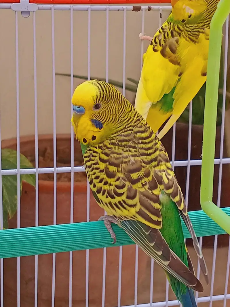 Budgies For Sale — photo 5