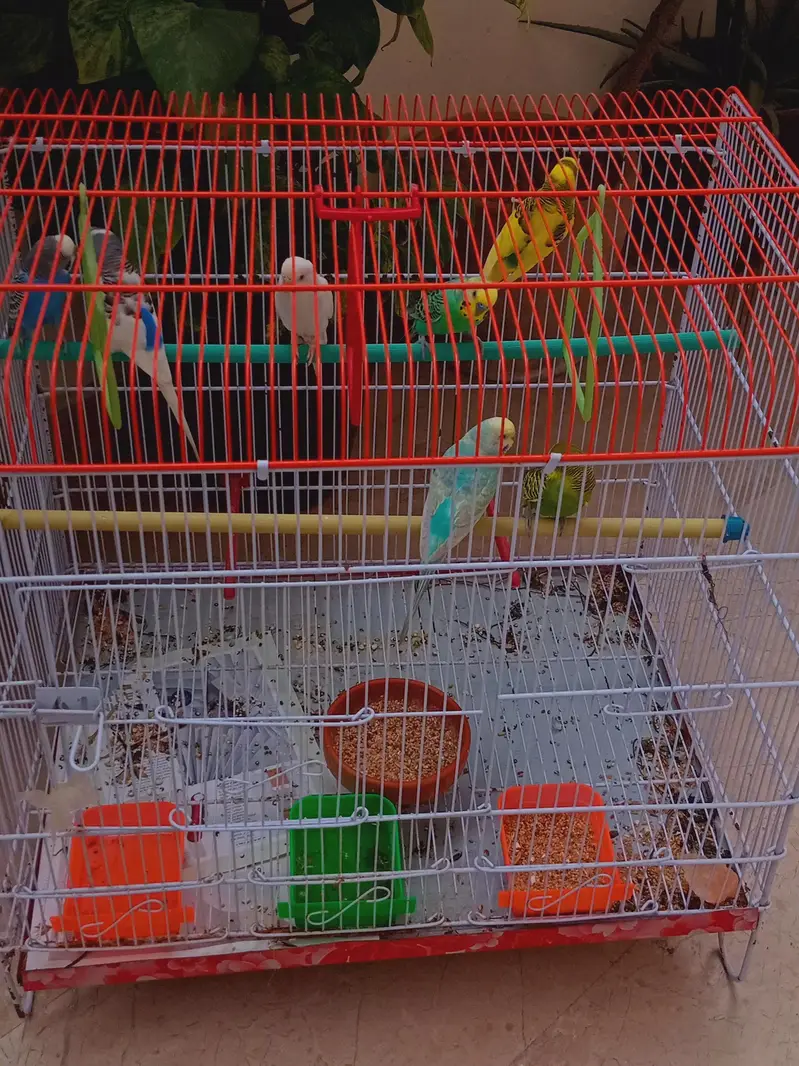 Budgies For Sale — photo 6