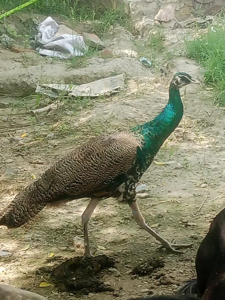 peacock  Indian blue — photo 3