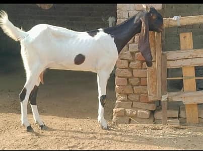 pateri goat for sale ke available haii