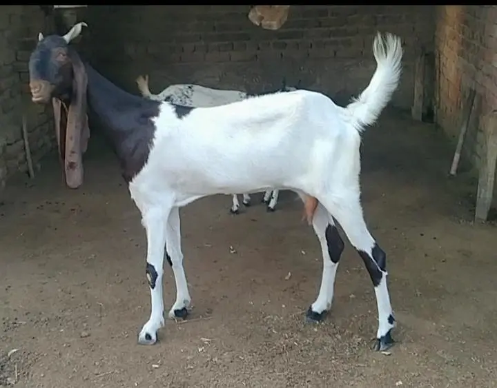 pateri goat for sale ke available haii — photo 2