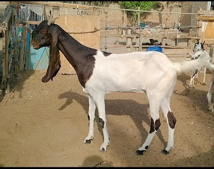 pateri goat for sale ke available haii — photo 3