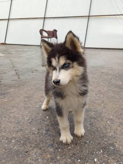 top quality husky pair