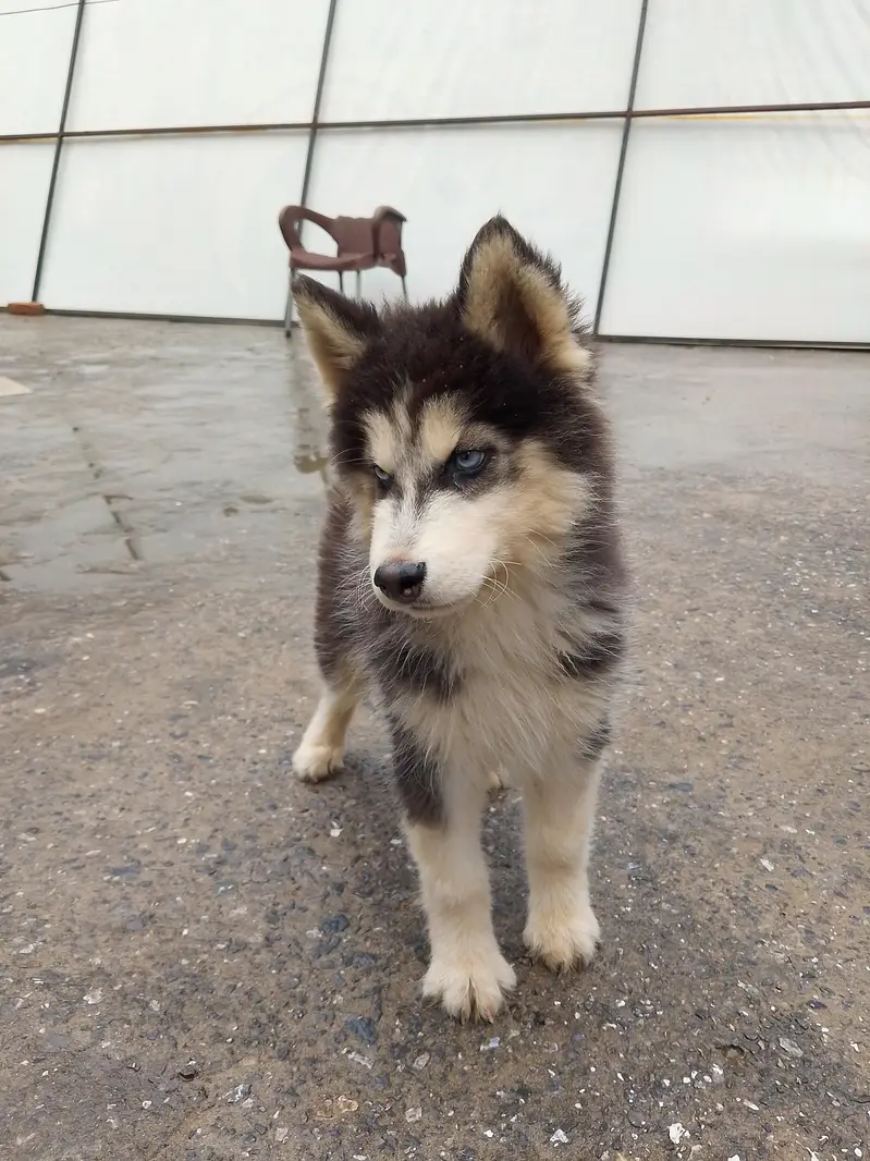 top quality husky pair