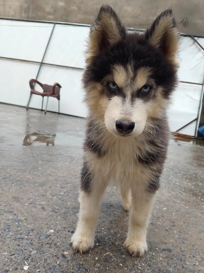 top quality husky pair — photo 2