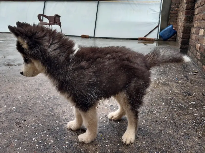 top quality husky pair — photo 3