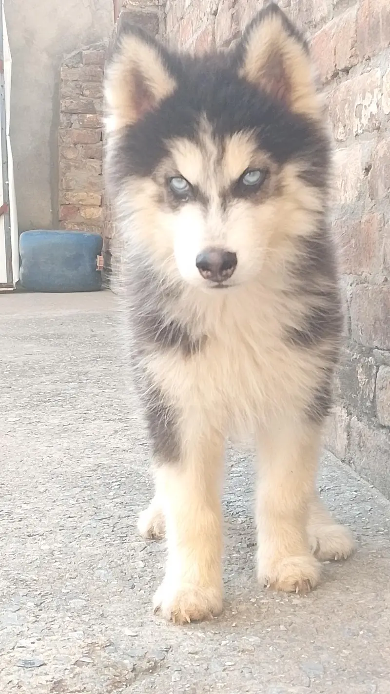 top quality husky pair — photo 4