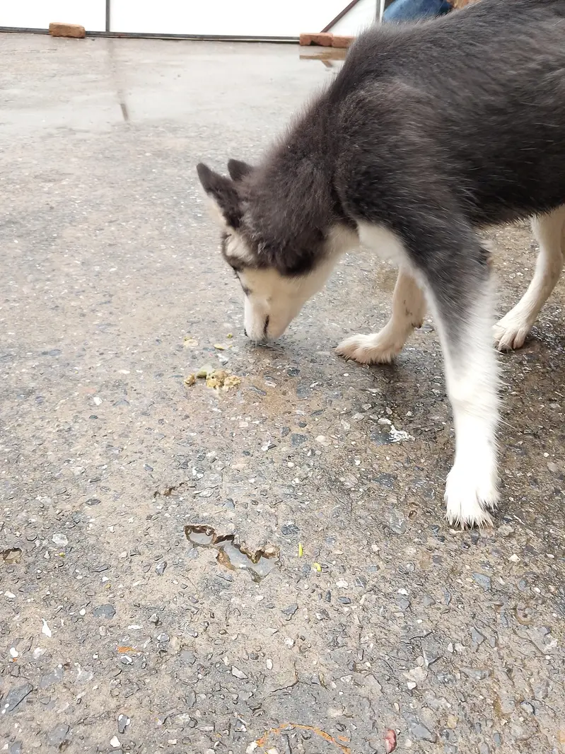 top quality husky pair — photo 5
