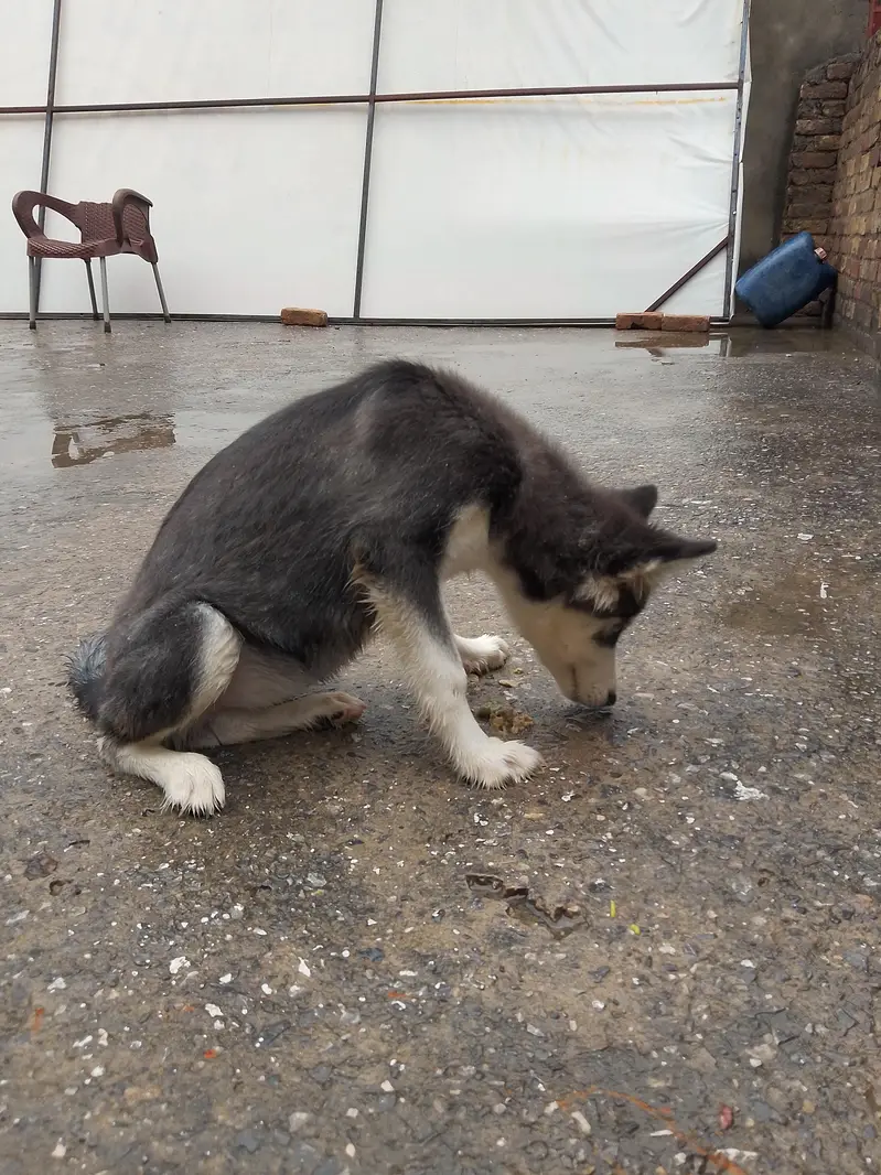 top quality husky pair — photo 6