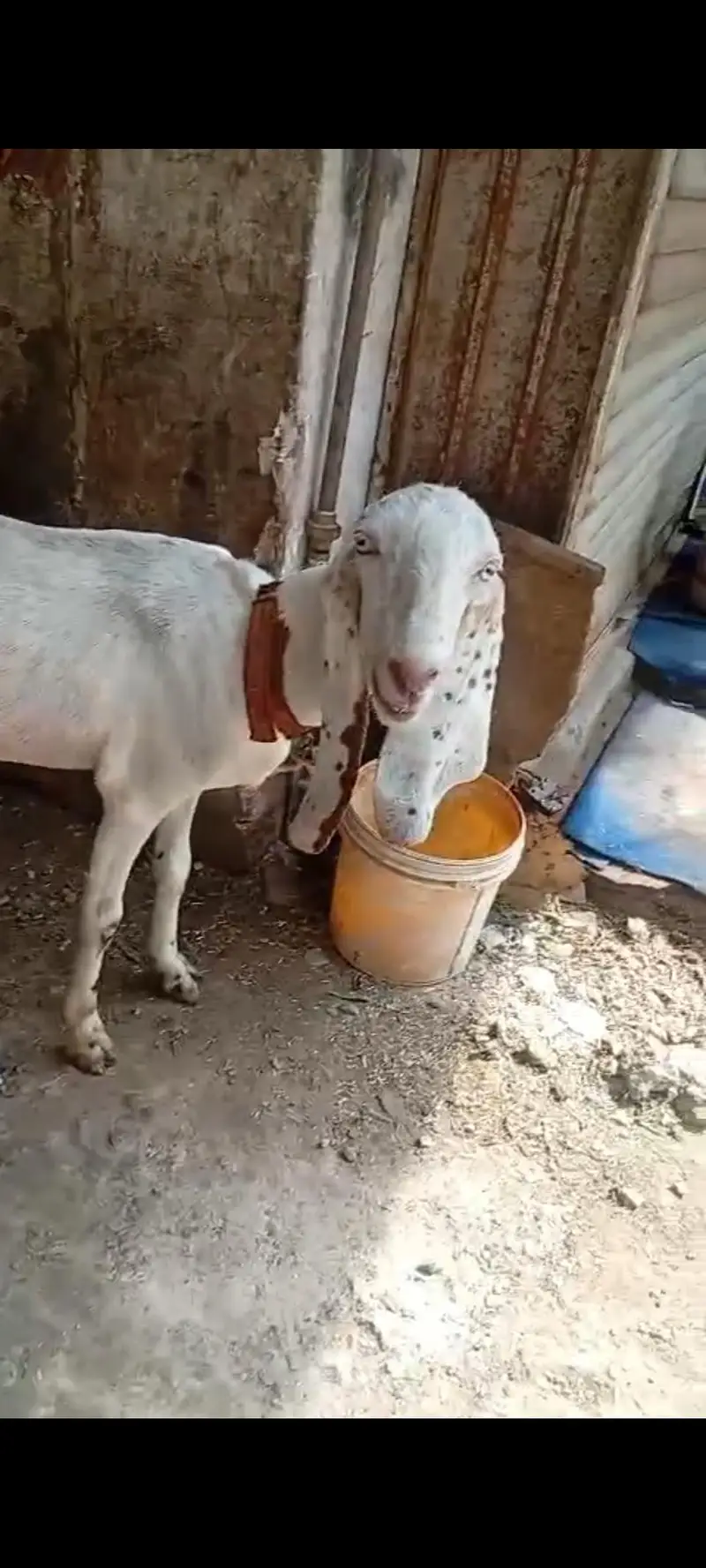 good qulti