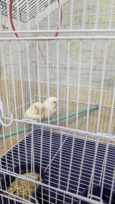 Albino + Blue Fisher