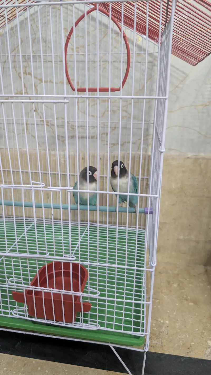 Albino + Blue Fisher — photo 2
