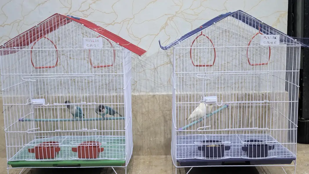 Albino + Blue Fisher — photo 3