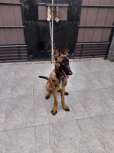 Belgian Malinois For Sale