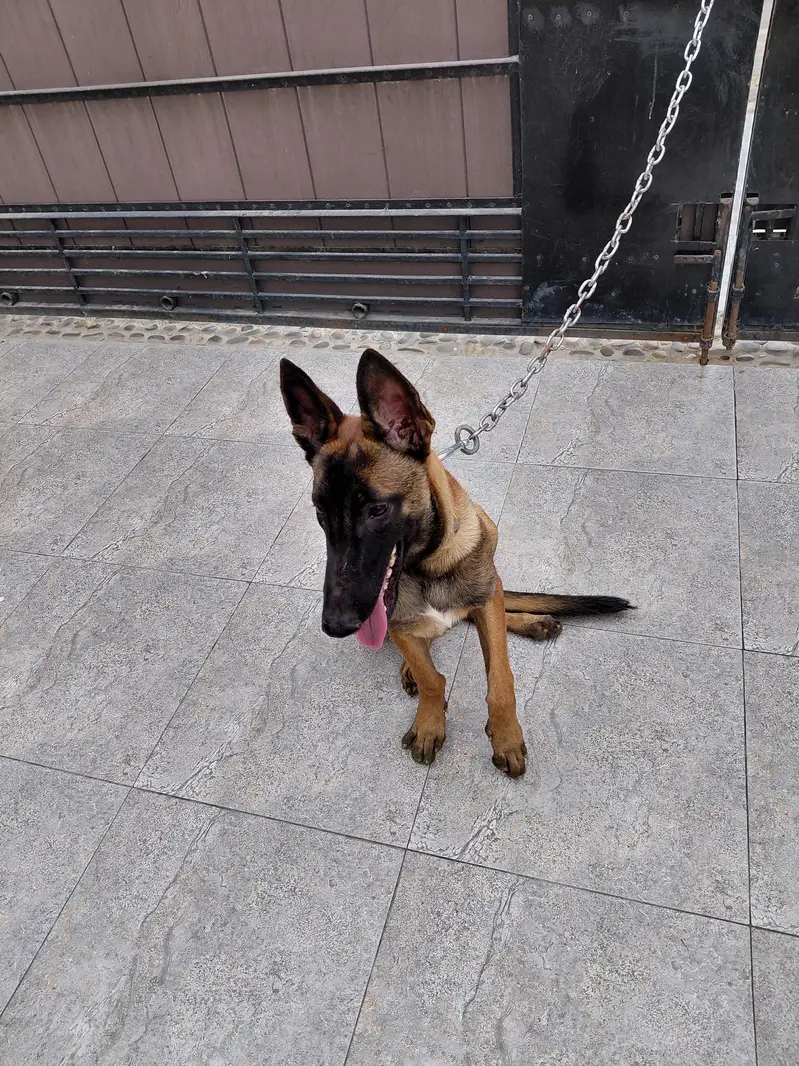 Belgian Malinois For Sale — photo 2