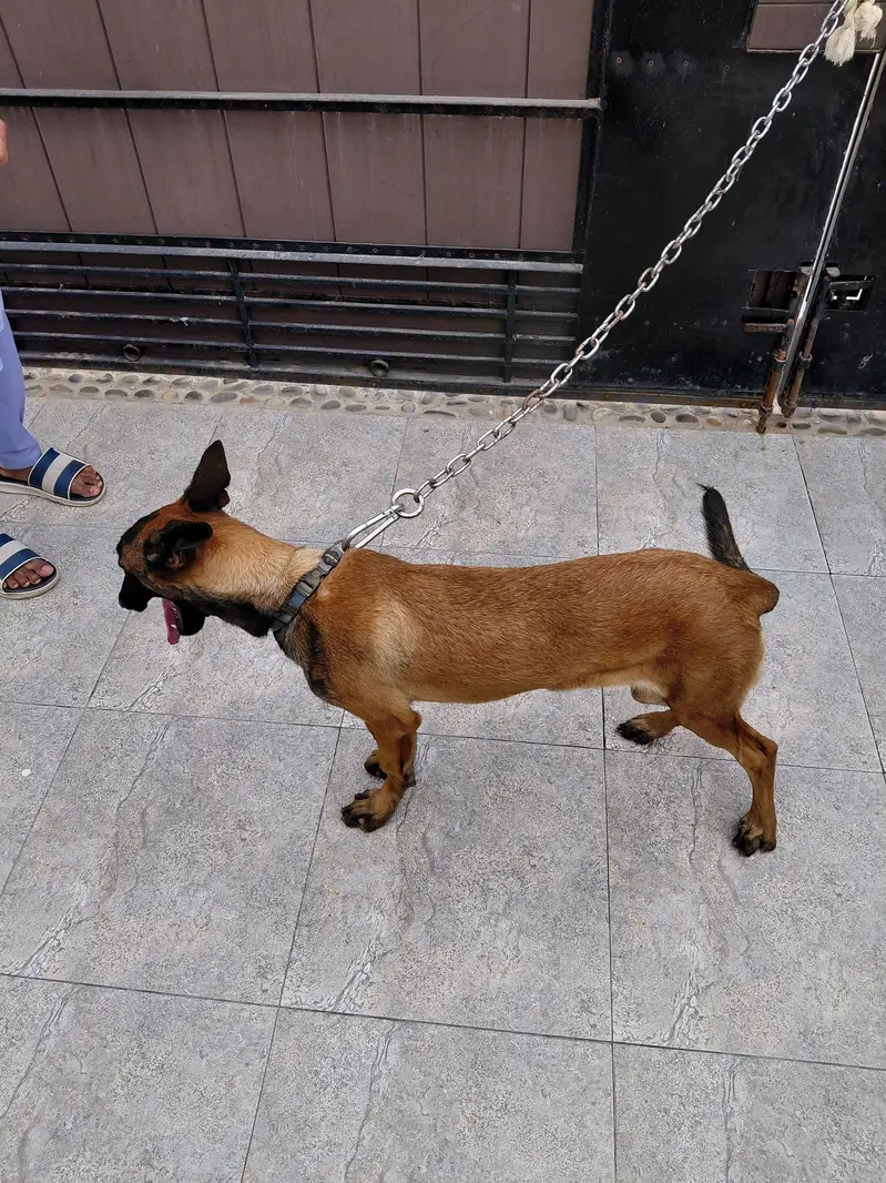 Belgian Malinois For Sale — photo 3
