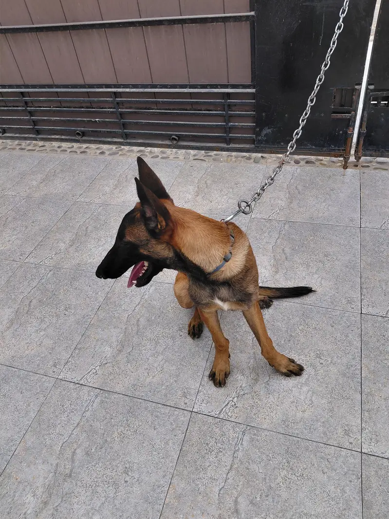 Belgian Malinois For Sale — photo 4