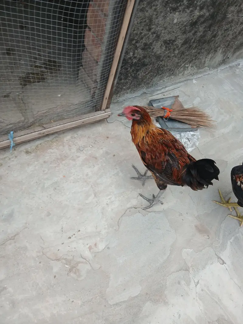 Golden Misri (Males) for sale — photo 2