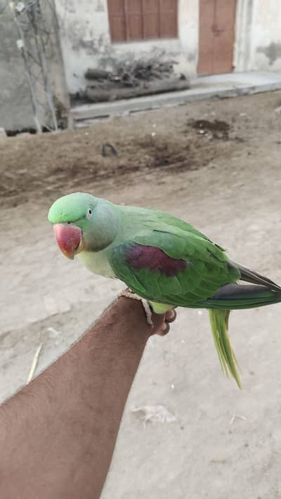 Kashmiri