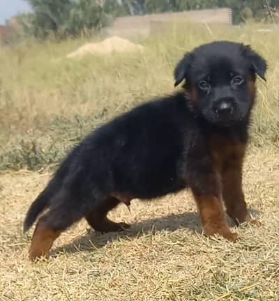 German Shepherd male dog for sale