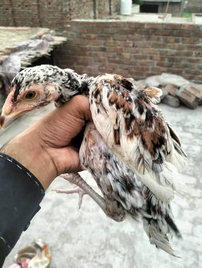 Mainwali assel Home breed 1pices 2500 3 pices Jo la ga munasib ho jai