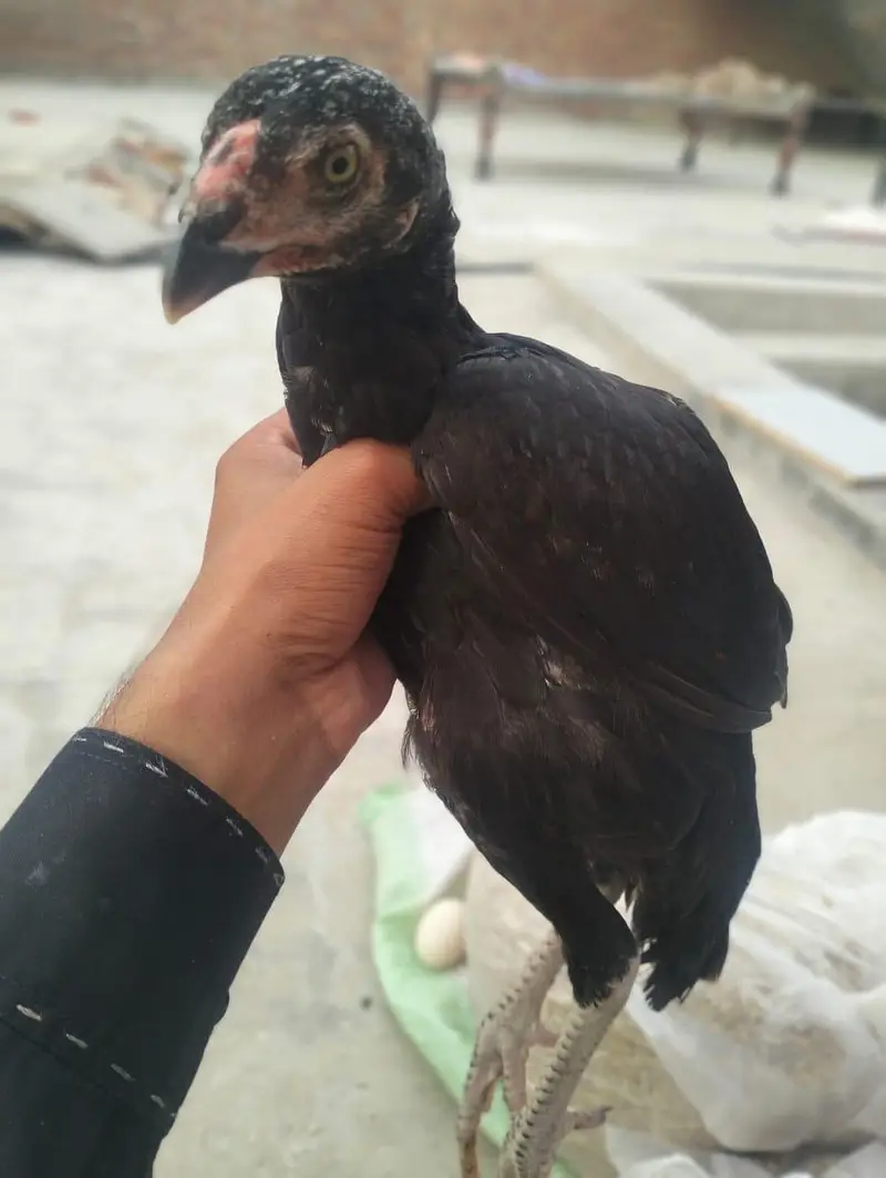 Mainwali assel Home breed 1pices 2500 3 pices Jo la ga munasib ho jai — photo 3