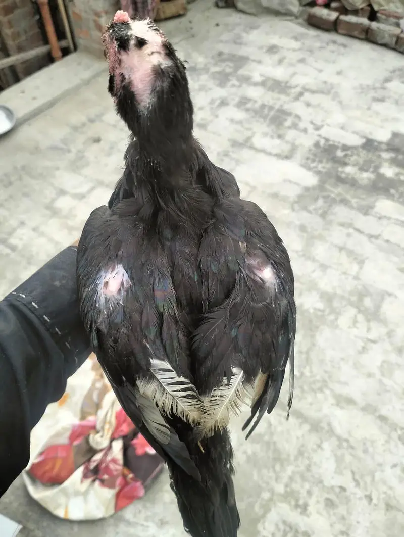 Mainwali assel Home breed 1pices 2500 3 pices Jo la ga munasib ho jai — photo 4