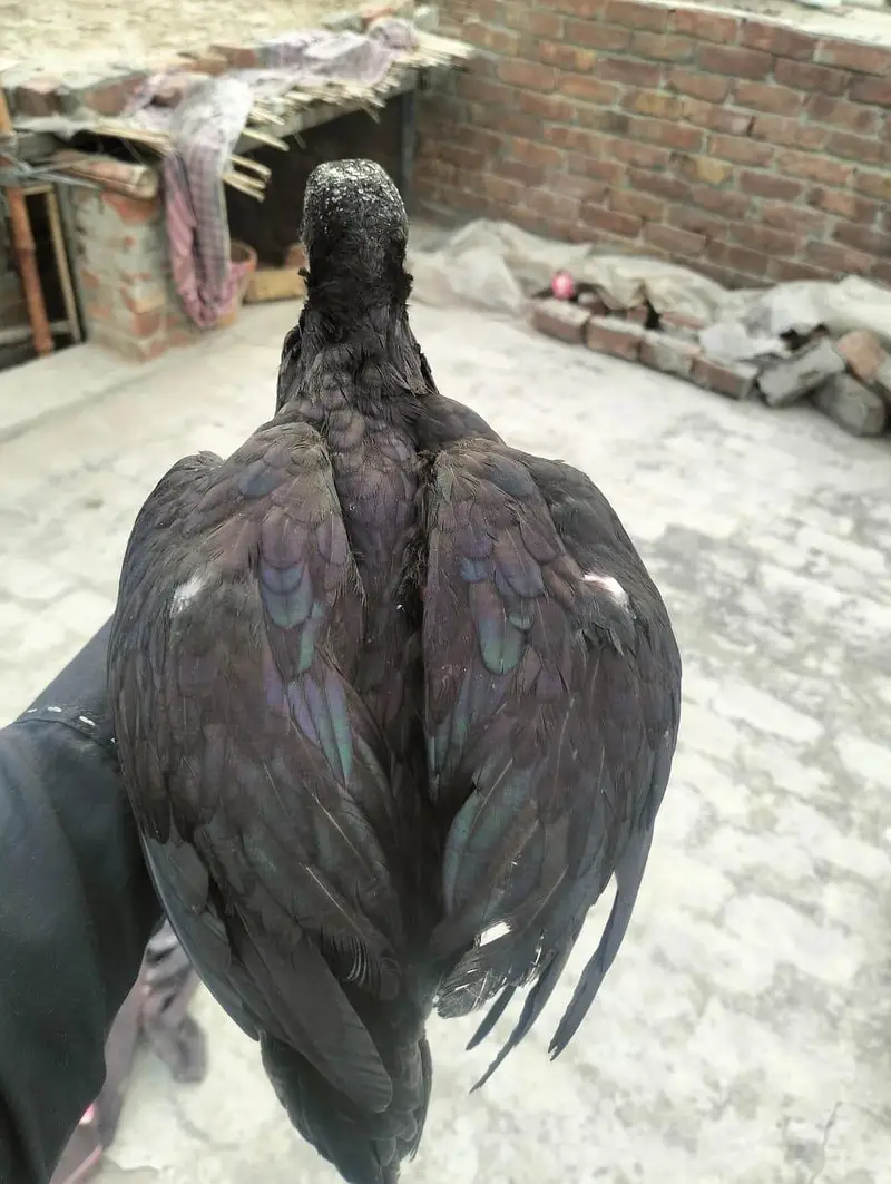 Mainwali assel Home breed 1pices 2500 3 pices Jo la ga munasib ho jai — photo 5