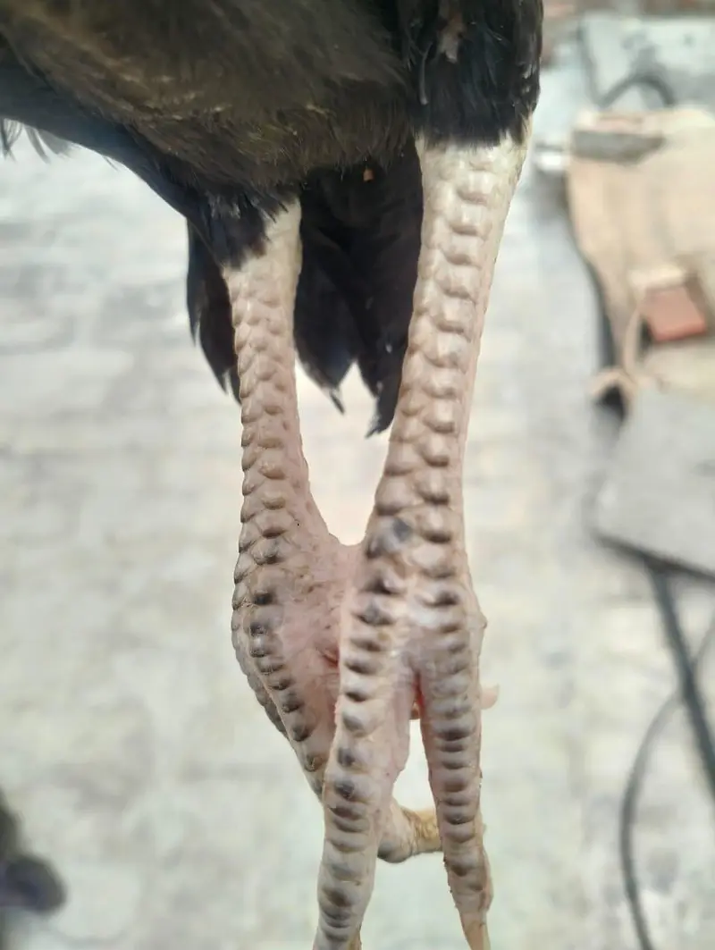 Mainwali assel Home breed 1pices 2500 3 pices Jo la ga munasib ho jai — photo 6