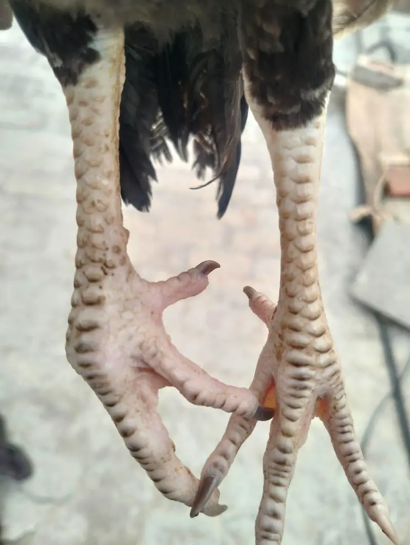 Mainwali assel Home breed 1pices 2500 3 pices Jo la ga munasib ho jai — photo 7