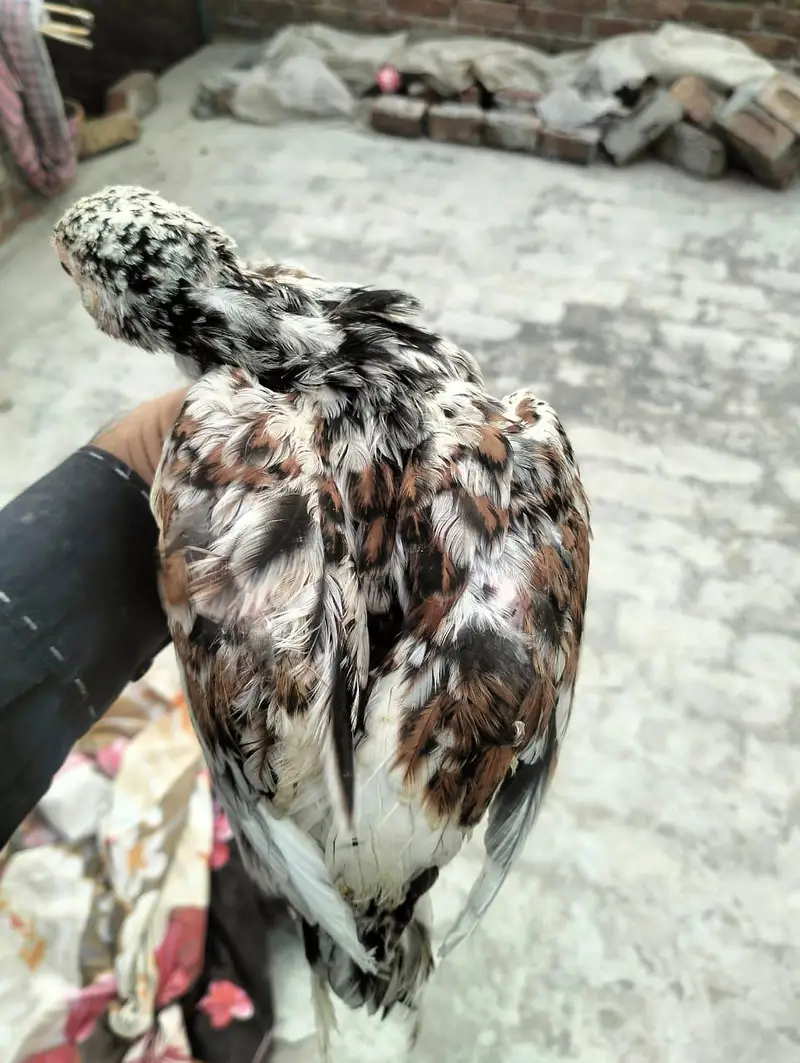 Mainwali assel Home breed 1pices 2500 3 pices Jo la ga munasib ho jai — photo 8