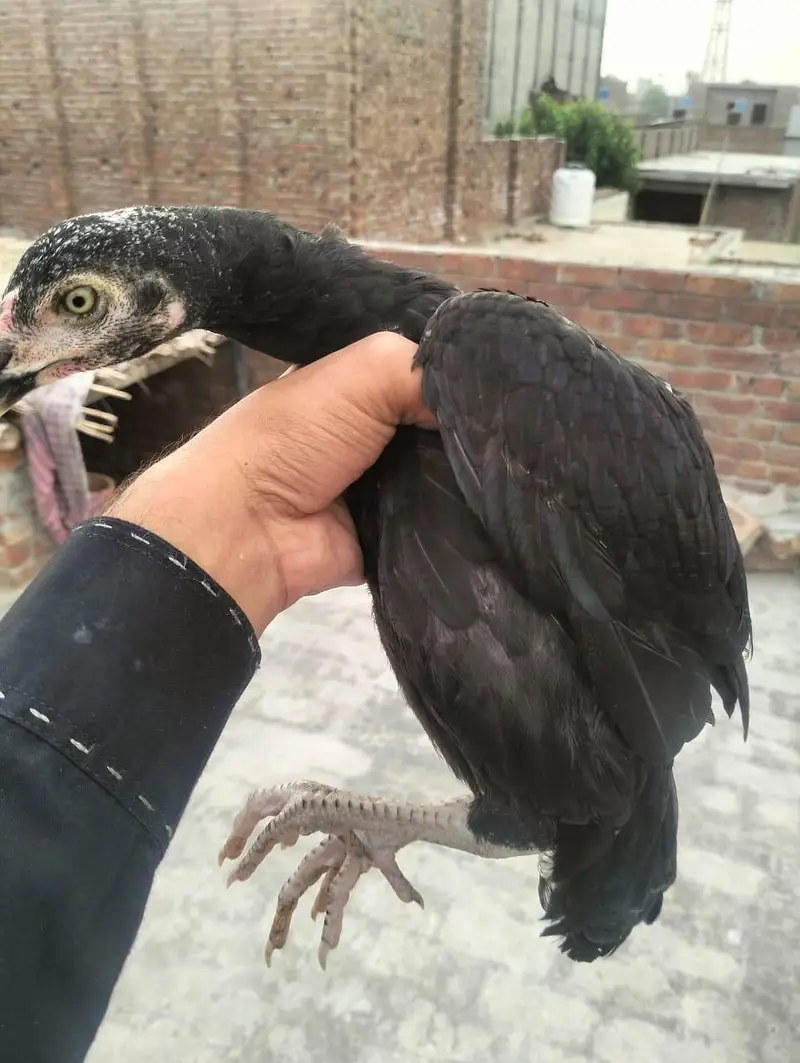 Mainwali assel Home breed 1pices 2500 3 pices Jo la ga munasib ho jai — photo 9