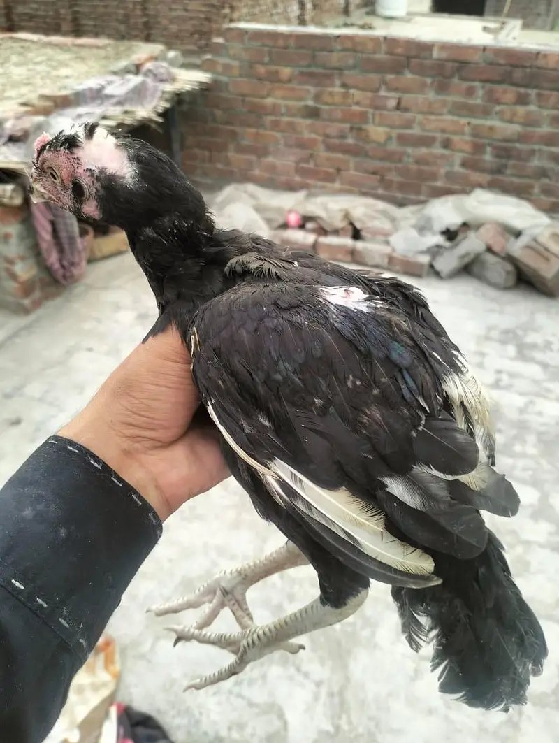 Mainwali assel Home breed 1pices 2500 3 pices Jo la ga munasib ho jai — photo 10