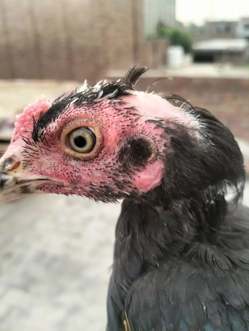 Mainwali assel Home breed 1pices 2500 3 pices Jo la ga munasib ho jai — photo 11